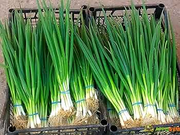 Onion Evergreen Bunching Seeds 250mg Perennial Hardy Green Onion Variety for Vegetable Gardens, Spring & Summer Crops