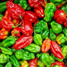 Aji Dulce Pepper Seeds 10 Count - Sweet Mild Caribbean Pepper (Capsicum chinense) for Stews & Salsas, Non-GMO, Easy to Grow