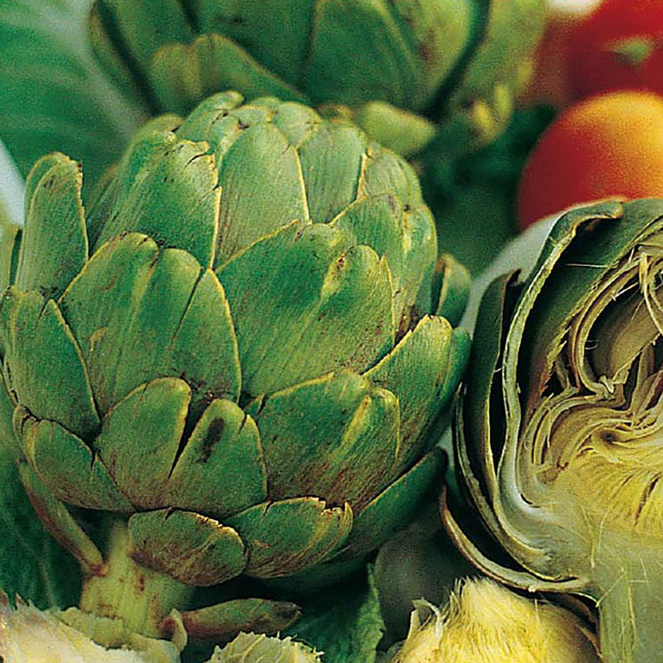 Artichoke Seeds 500mg Green Globe Heirloom Variety, Perennial, High Yield, Cynara cardunculus var. scolymus for Garden & Container