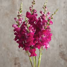 Snapdragon Seeds - 1000+ Potomac Royal Deep Purple Antirrhinum majus - Ideal for Garden & Cut Flowers, Pollinator-Friendly