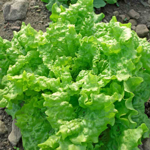 700 Seeds Black Seeded Simpson Leaf Lettuce - Lactuca sativa Heirloom for Gardening & Fresh Harvests
