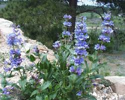 Payette Penstemon Seeds 100mg – Violet-Blue Wildflower, Drought-Tolerant Perennial, Penstemon payettensis for Pollinators