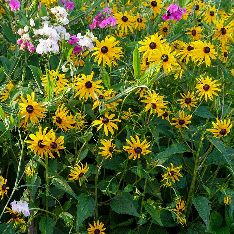 Black-eyed Susan Seeds 100mg Rudbeckia hirta Yellow Blooms Native Wildflower Pollinator Friendly Easy to Grow