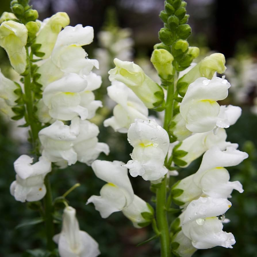 1000+ Snowflake Snapdragon Seeds - White Flower Spikes for Borders & Bouquets - Antirrhinum majus - USA