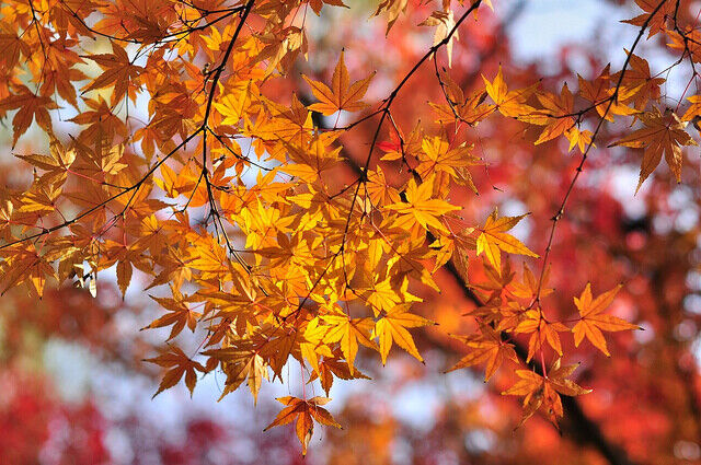 10 Seeds Acer Mono Painted Maple Tree, Hardy Deciduous Shade Tree, Vibrant Fall Foliage, Acer mono