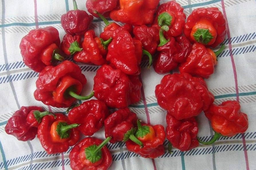 30 Seeds Scotch Bonnet Red Hot Pepper - Capsicum chinense, Super Spicy Habanero-Style, Caribbean Hot Pepper for Planting
