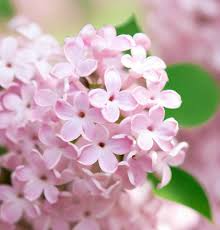 Syringa microphylla Seeds - Littleleaf Lilac Shrub - Compact Ornamental with Fragrant Pink-Lilac Blooms - Cold-Hardy
