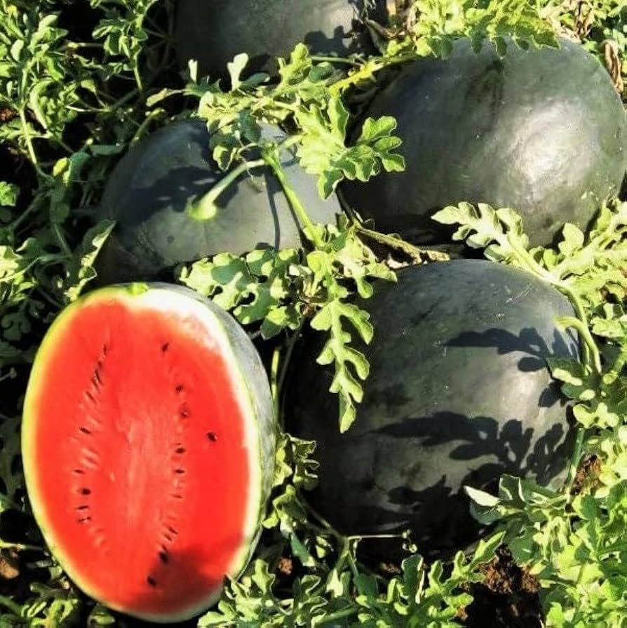 Black Diamond Watermelon Seeds - 10 Heirloom Seeds - Sweet Juicy Melons - Citrullus lanatus - Ideal for Summer Gardens