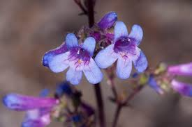 Low Beardtongue Seeds 100mg - Penstemon humilis - Drought-Tolerant Native Wildflower with Blue-Purple Blooms