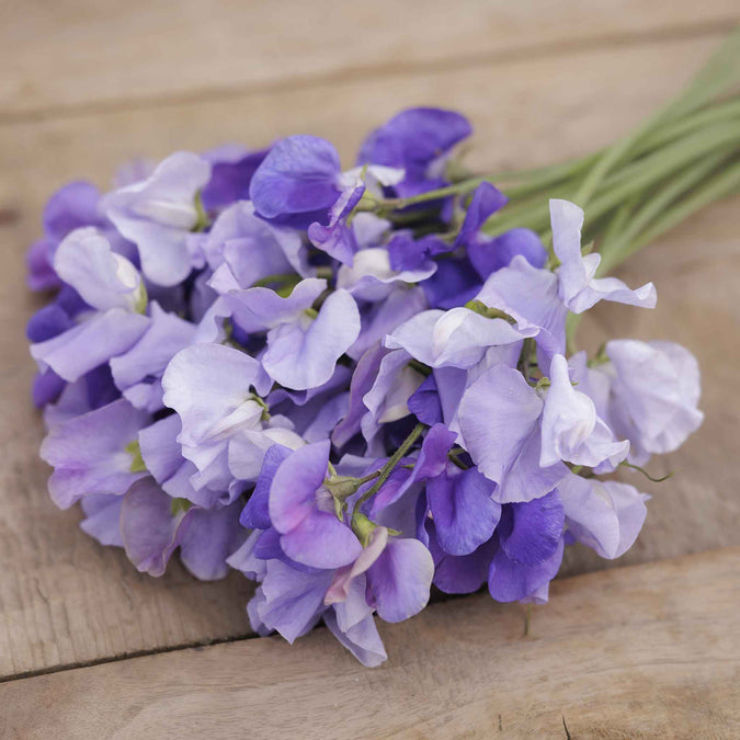 Blue Mix Sweet Pea Seeds - 50+ Climbing Violet, Lavender & Light Blue Blooms - Lathyrus odoratus for Trellises & Bouquets