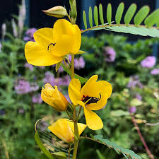 Partridge Pea Seeds | 25 Seeds | Bright Yellow Wildflowers | Pollinator-Friendly | Chamaecrista fasciculata | Native Plant