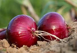 Red Grano Onion Seeds - 200 Count - Sweet Red Bulb Onion, Allium cepa for Home Gardens, Ideal for Salads and Cooking