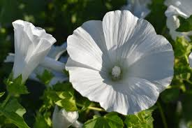 Rose Mallow Seeds 40 Pack Dwarf White Hibiscus moscheutos Hardy Perennial Flowering Plant Attracts Pollinators for Gardens