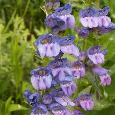 Wilcox's Penstemon Seeds 100mg - Violet Wildflower, Drought-Tolerant Perennial, Penstemon wilcoxii, Pollinator Friendly