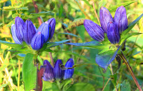 Bottle Gentian Seeds 100mg - Gentiana andrewsii - Deep Blue Blooms, Native Wildflower, Late Season Pollinator Plant