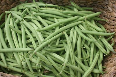 Provider Green Bush Bean Seeds 1/4 oz | Heirloom Stringless Snap Beans | Phaseolus vulgaris | High Yield, Easy to Grow