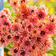 100+ Senorita Zinnia Seeds - Magenta-Pink Blooms - Heat-Tolerant Annuals - Zinnia elegans - Perfect for Gardens & Pollinators