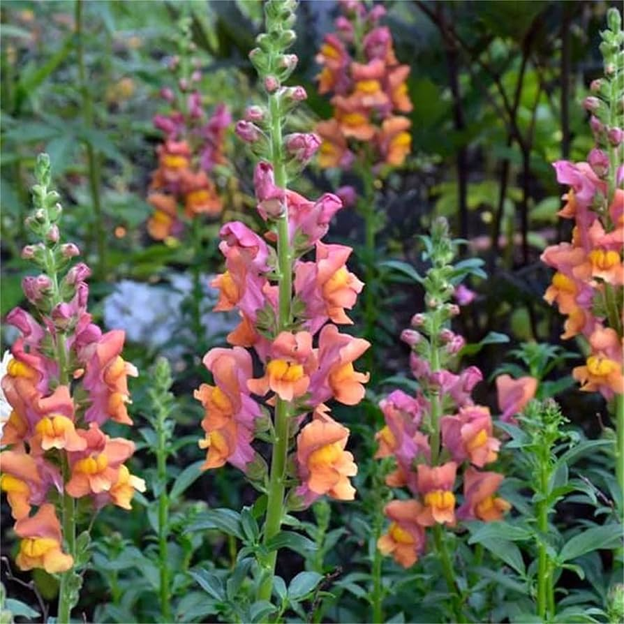 Snapdragon Seeds - 1000+ Rocket Mix Multicolor Blooms - Antirrhinum majus - Pollinator-Friendly for Garden & Cut Flowers