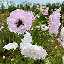 Cupcake Blush Cosmos Seeds - 200+ Seeds - Ruffled Blush-Pink Blooms - Cosmos bipinnatus - Pollinator Friendly Annual