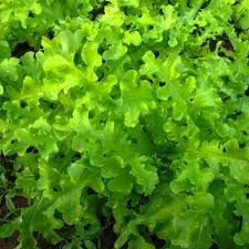 1000 Salad Bowl Lettuce Seeds - Heirloom, Tender, Mild, Heat-Tolerant - Lactuca sativa - Perfect for Home Gardens & Containers