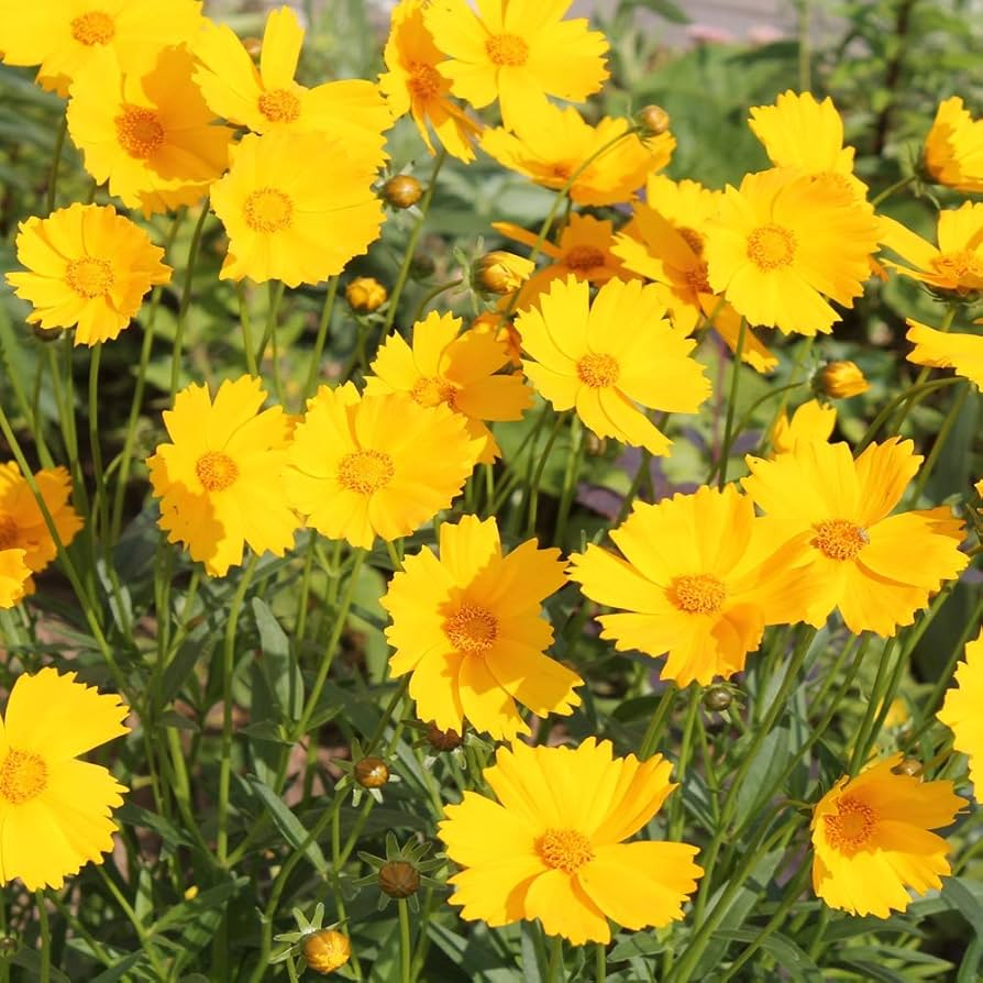 Coreopsis Seeds - 50 Premium Lance-Leaved Dwarf - Yellow Wildflower (Coreopsis lanceolata) for Pollinator Gardens