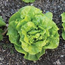 Tom Thumb Butterhead Lettuce Seeds 1g - Heirloom, Mini Heads, Tender & Sweet, Lactuca sativa, Cold Hardy for Gardens & Containers