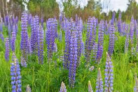 Large Leaf Lupine Seeds 500mg - Vibrant Pollinator-Friendly Wildflower - Lupinus polyphyllus - Easy to Grow for Gardens