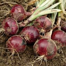 Onion Seeds 300mg Red Burgundy Heirloom, Mild Sweet Flavor, High Yield, Heat Tolerant, Allium cepa for Garden Containers