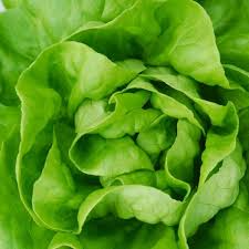 1000 White Boston Buttercrunch Lettuce Seeds - Lactuca sativa - Heirloom, Heat-Tolerant, Tender & Buttery Leaves