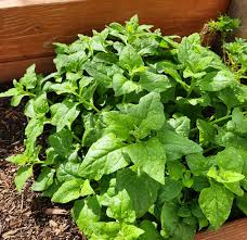 New Zealand Spinach Seeds 1 Gram - Tetragonia tetragonioides Heirloom Vegetable Seeds for Gardening