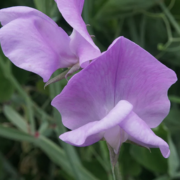 Sweet Pea Seeds - 50+ Bi-Color Pink & Lavender - Lathyrus odoratus - Fragrant Climbing Vines for Garden Trellises