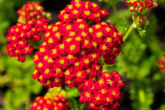 2500 Seeds Red Yarrow, Hardy Perennial Wildflower, Achillea millefolium, Drought-Tolerant, Pollinator-Friendly
