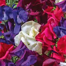 Just Christine Sweet Pea Seeds – 50+ Blush Pink Blooms – Lathyrus odoratus – Climbing Flower Vine for Bouquets & Gardens