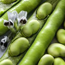 Fava Bean Seeds 5g - Heirloom Variety, High Yield, Cold Hardy, Nutritious, Easy to Grow - Vicia faba