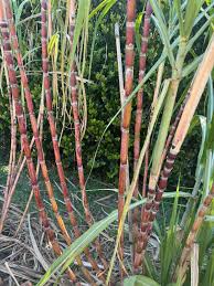 Rooted Sugar Cane Plant - Organic Green/Yellow Variety for Juicing & Chewing - Saccharum officinarum - Potted Live Plant