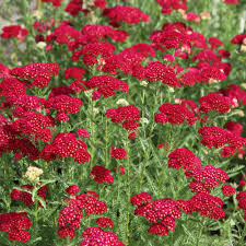 500 Seeds Red Yarrow, Achillea Millefolium, Drought-Tolerant Pollinator Plant, Bright Red Flowers, Low Maintenance
