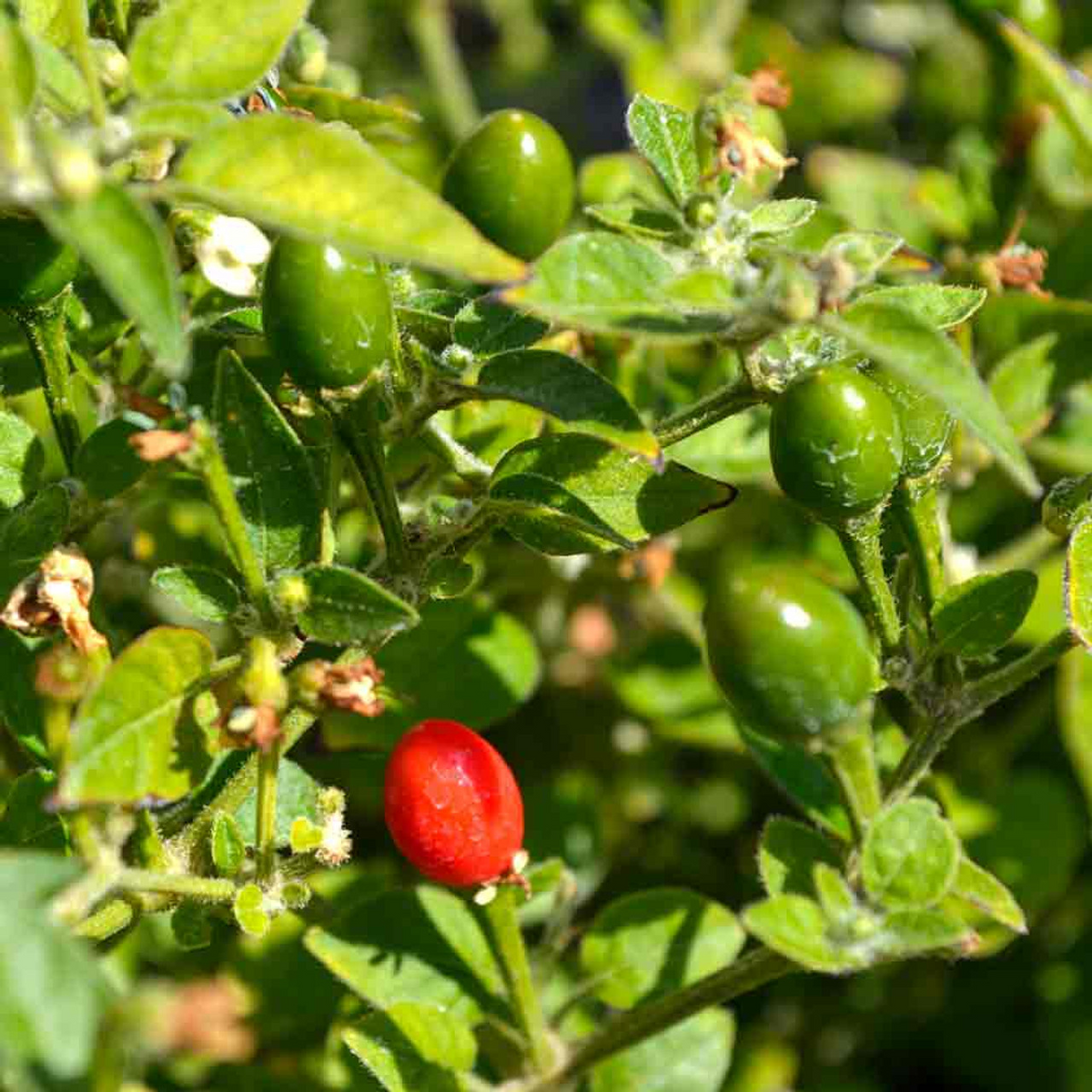 30 Seeds Chiltepin Hot Pepper, Fiery Red Peppers for Planting, Ideal for Hot Sauces, Capsicum annuum