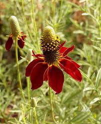 500 Seeds Dwarf Red Coneflower, Perennial Wildflower, Non-GMO, Pollinator-Friendly, Ratibida columnifera
