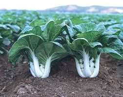 Dwarf Pak Choi Baby Bok Choy Seeds 500mg - Heirloom, Crisp & Tender, Fast Growing, Cold Hardy - Brassica rapa var. chinensis
