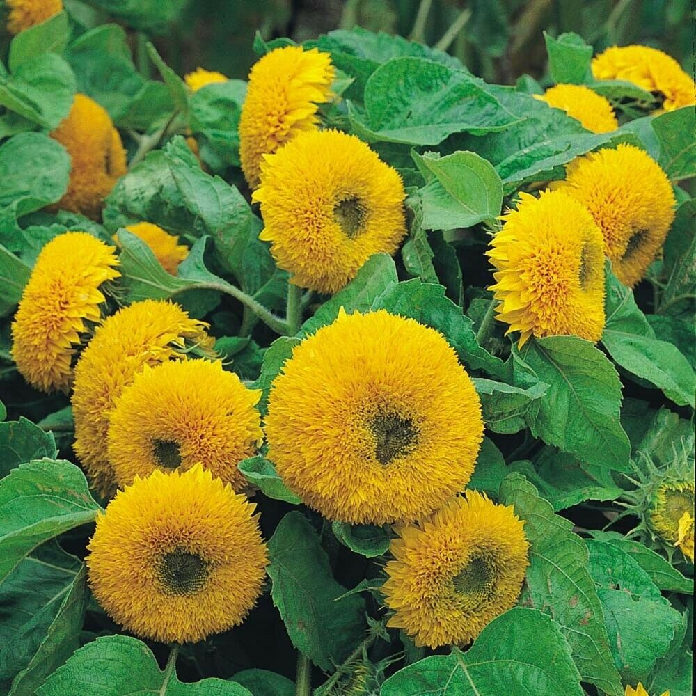 Teddy Bear Dwarf Sungold Sunflower Seeds - 1g Compact Golden Blooms, Helianthus annuus, Easy-Grow Pollinator Annual