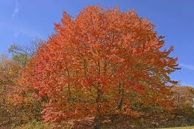 Acer saccharum Northern Seeds – Sugar Maple Tree Seeds – Cold Hardy Shade Tree for Zones 3–8 – Brilliant Fall Color