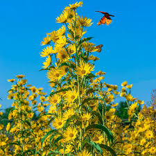 100 Seeds Maximilian Sunflower, Non-GMO, Attracts Butterflies & Finches, Helianthus maximiliani, Perennial Garden Plant