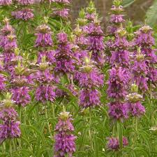2000 Seeds Lemon Mint Herb, Monarda Citriodora, Fragrant Culinary Plant for Teas & Pollinator Gardens