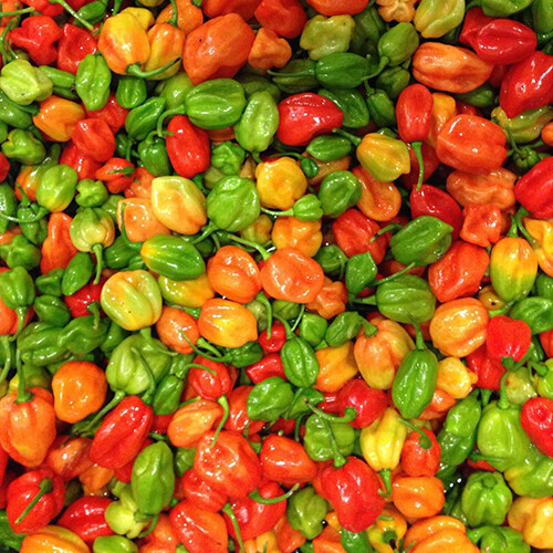 Aji Dulce Pepper Seeds - Heirloom Non-GMO Mild Heat (500-1,000 Scoville) - Capsicum Chinense - Ideal for Sautéing & Containers