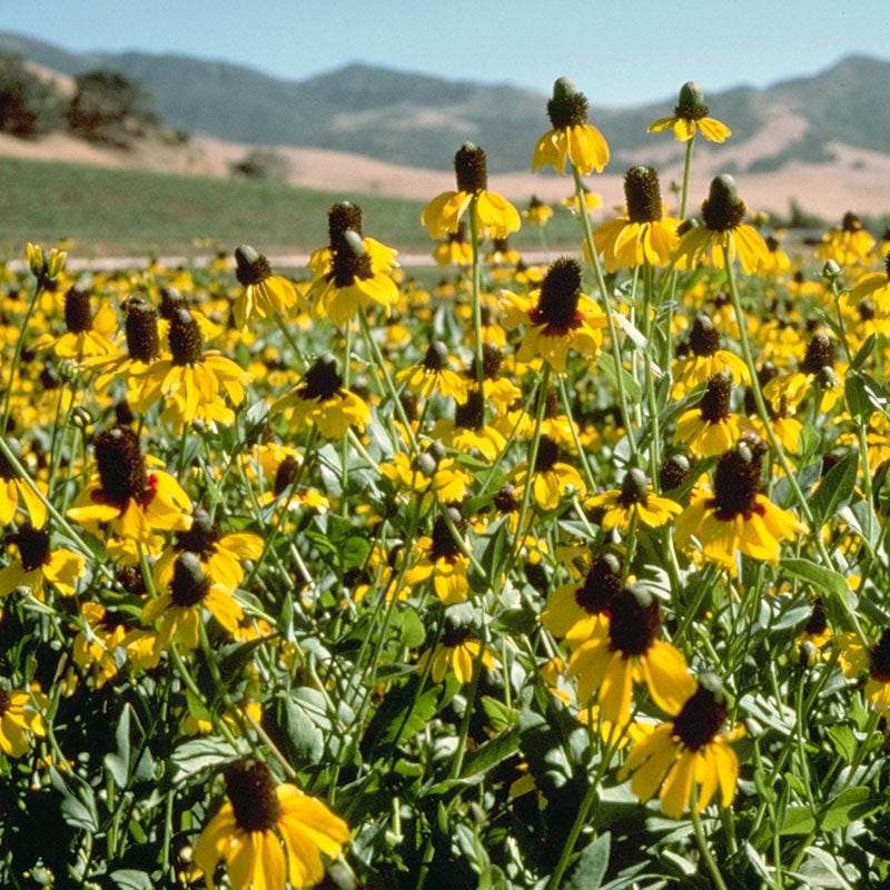 Clasping Coneflower Seeds 100mg Dracopis amplexicaulis Yellow Blooms Native Annual Pollinator Friendly Easy Wildflower