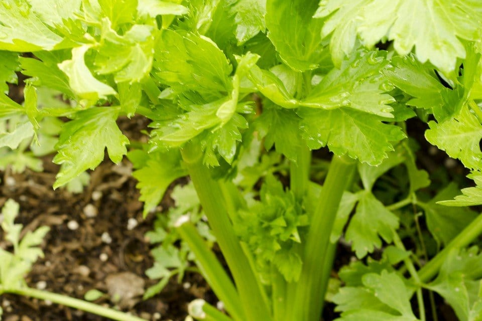 500 Seeds Golden Pascal Celery Heirloom, Crisp Sweet Stalks, Apium graveolens, Perfect for Soups & Snacks