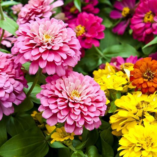100 Dahlia Flowered Zinnia Seeds - Mixed Colors - Zinnia elegans - Pollinator-Friendly, Easy to Grow, Large Blooms