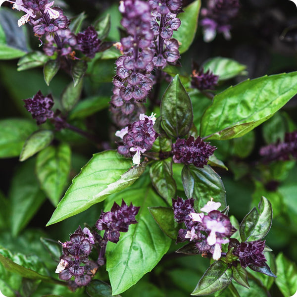 Cinnamon Basil Seeds, 600 Count, Spicy-Sweet Flavor, Ocimum Basilicum, Aromatic Culinary Herb for Gardens and Teas