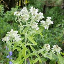 Mountain Mint Seeds - 25 Premium Seeds - Aromatic Edible Herb - Pycnanthemum verticillatum - Native Perennial Plant