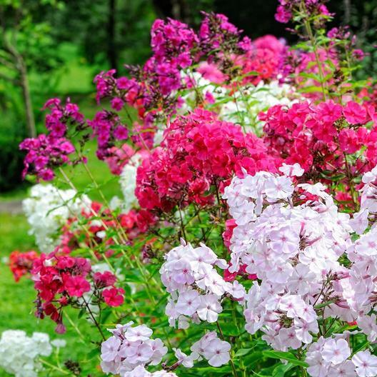 500 Seeds Phlox Tall Mix - Pink, White, Red Flowers - Heirloom Non-GMO Perennial - Vibrant Spring Blooms - Pollinator Friendly